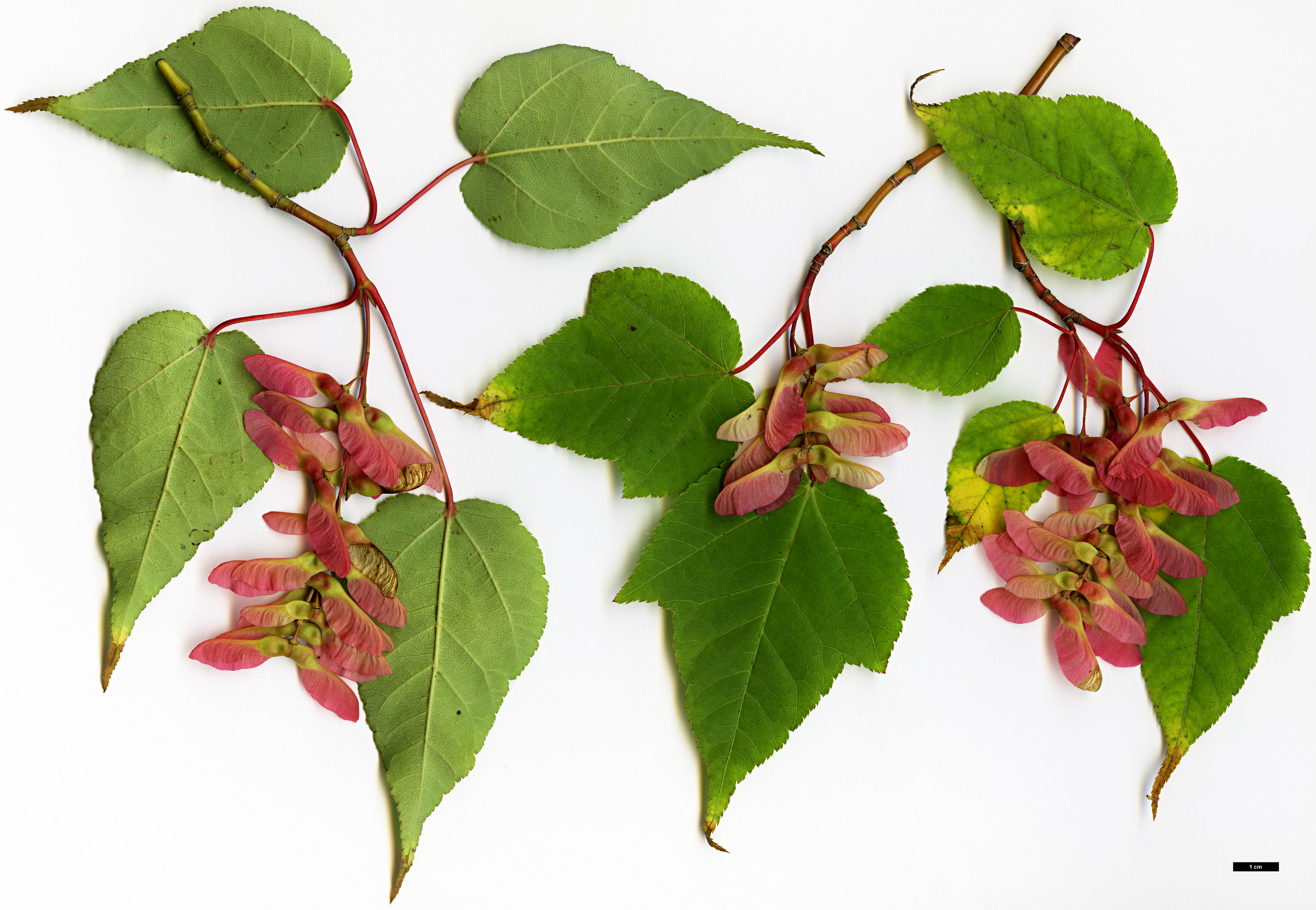 High resolution image: Family: Sapindaceae - Genus: Acer - Taxon: forrestii